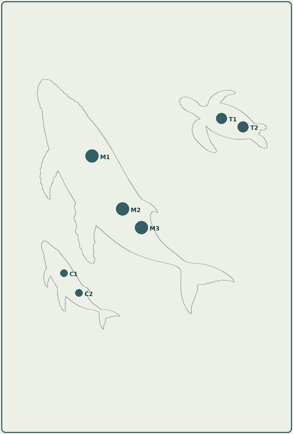 An assembly diagram with outlines of whales and a turtle marked with placement points labeled M1 through M3, C1 through C2, and T1 through T2.
