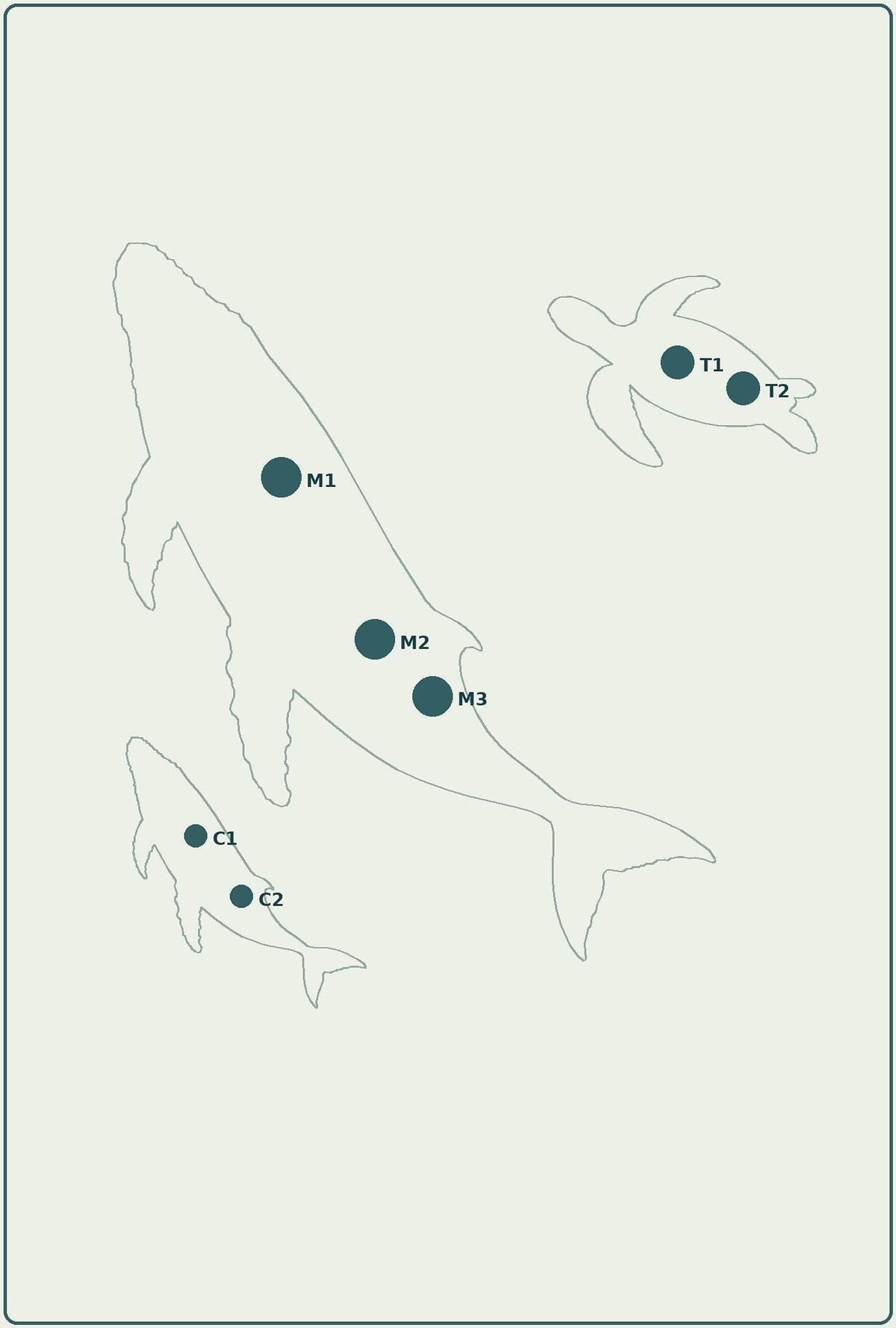 An assembly diagram with outlines of whales and a turtle marked with placement points labeled M1 through M3, C1 through C2, and T1 through T2.